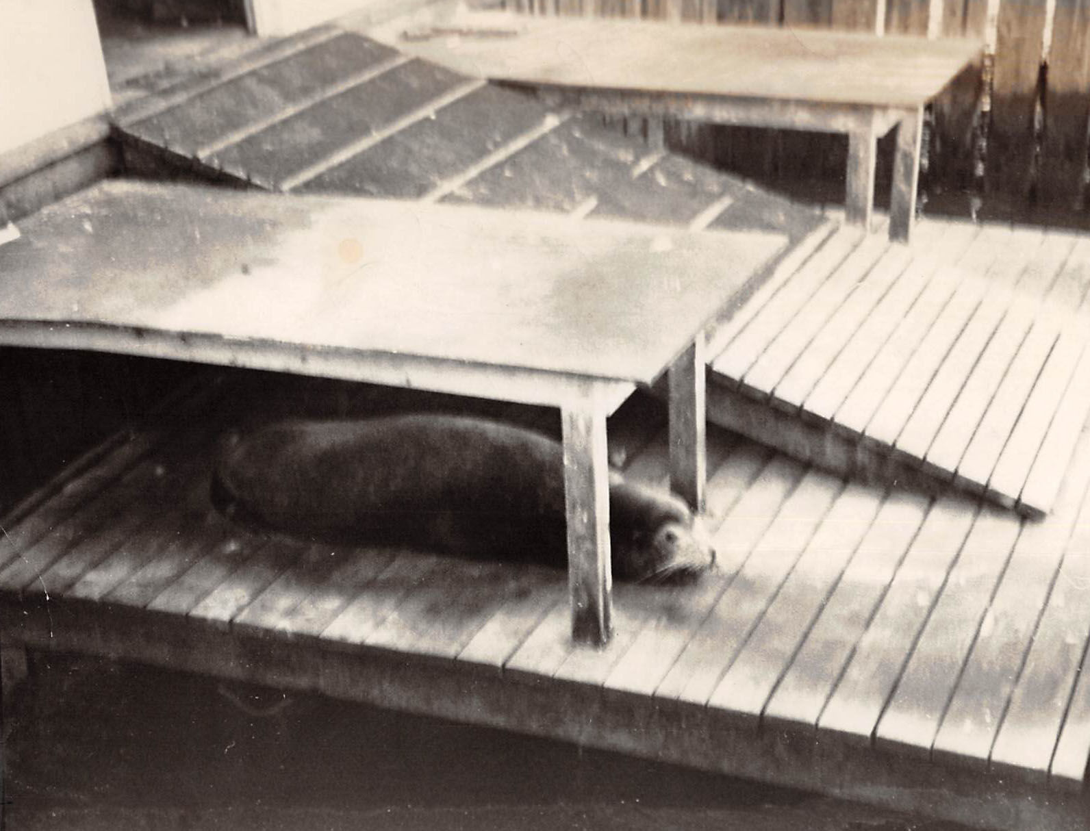 Lookback at restaurants in the Atlantic and Cape May Counties through the years
